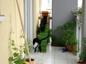 Klicken zum Vergrößern